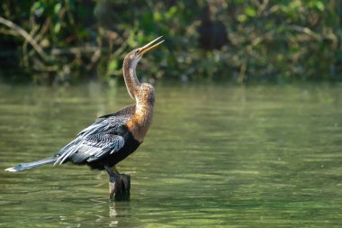 Dişi Anhinga ya da Amerikalı Darter (Anhinga anmeninga)