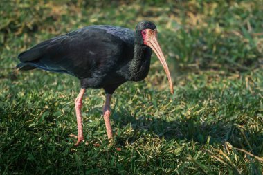 Çıplak yüzlü Ibis kuşu (Phimosus infuscatus)