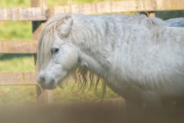 Beyaz Midilli - Minyatür At (Equus ferus caballus)