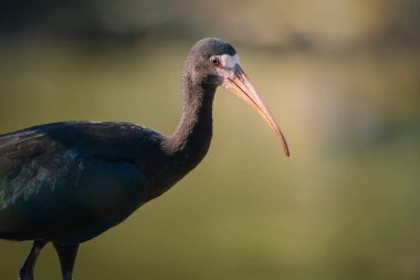 Genç Çıplak Suratlı Ibis kuşu (Phimosus infuscatus)