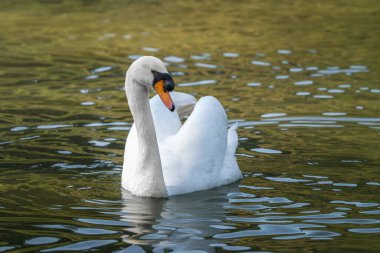 Göldeki Dilsiz Kuğu (Kuğu Rengi))