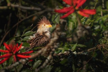 Guira Cuckoo bird (Guira guira) clipart