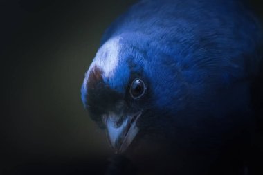 Etkisiz tanger kuş (Stephanophorus diadematus)