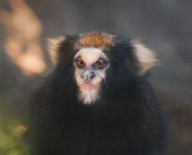 Buffy-tufted marmoset monkey (Callithrix aurita) clipart