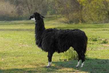 South American Black Alpaca (Vicugna pacos) clipart