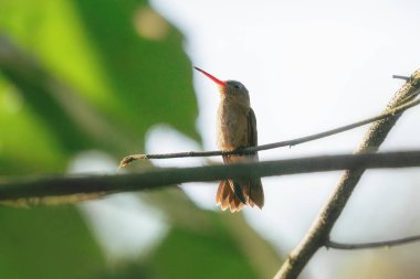 Gilded sapphire hummingbird (Hylocharis chrysura) clipart