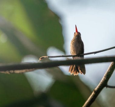 Altın sarısı safir sinekkuşu (Hylocharis chrysura)