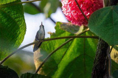 Versicolor zümrüt sinekkuşu (Chrysuronia versicolor)