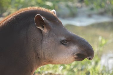 Lowland Tapir yüzü (Tapirus terrestris)