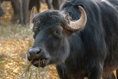 Akdeniz Su Bufalosu yemek (Bubalus bubalis)