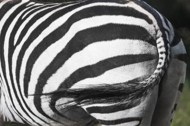 Back and tail of a Grant Zebra (Equus quagga boehmi) clipart