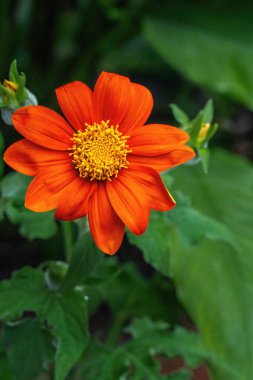 Meksika ayçiçeği veya kadife çiçeği (Tithonia diversifolia)