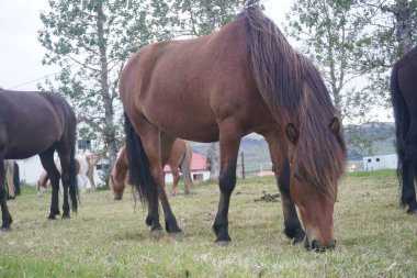 Otlakta çim yiyen atlar