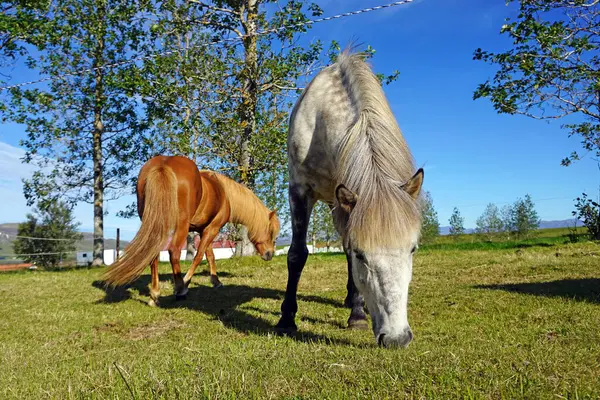 Cavalli Pascolo Che Mangiano Erba — Foto Stock