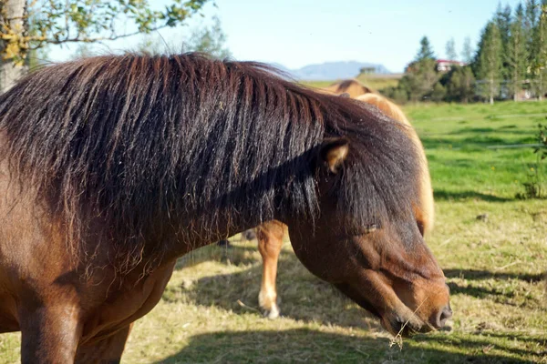 牧草地の暗い茶色の馬 頭の上のクローズアップ — ストック写真