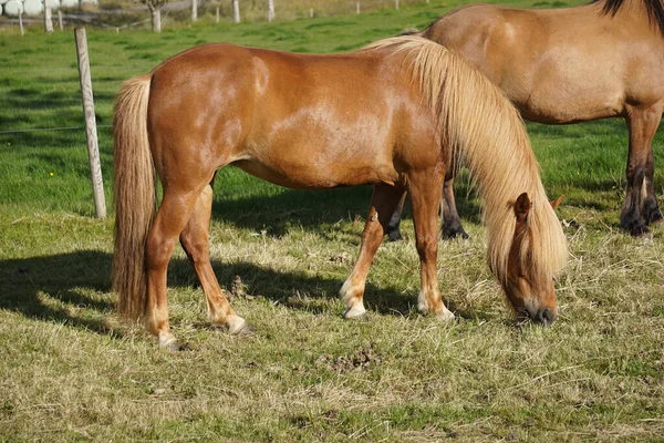 Cavalli Pascolo Che Mangiano Erba — Foto Stock