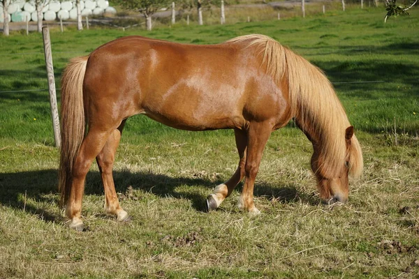 Jasnobrązowy Koń Pastwisku Jedzący Trawę — Zdjęcie stockowe