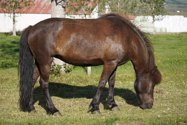 牧草地で草を食べる上で暗い茶色の馬 サイドビュー — ストック写真