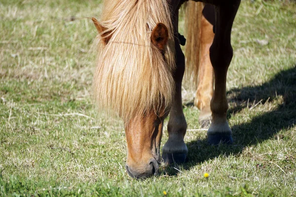 Cavallo Marrone Chiaro Pascolo Primo Piano Testa — Foto Stock