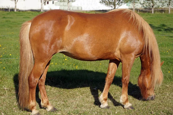 Cavallo Marrone Chiaro Pascolo Che Mangia Erba — Foto Stock