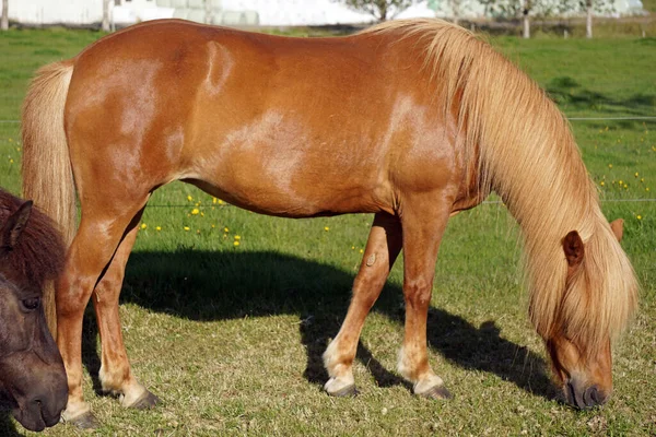 牧草地で草を食べる軽量茶色の馬 — ストック写真