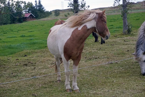 Cavallo Bianco Marrone Piedi Sul Pascolo — Foto Stock