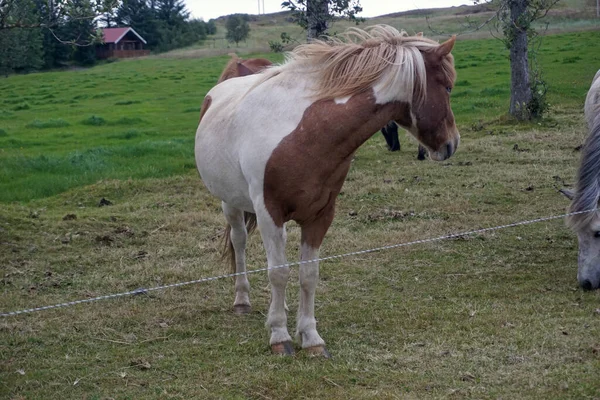 Белый Коричневый Конь Стоит Пастбище — стоковое фото