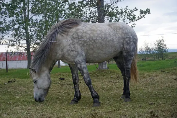 Cavallo Bianco Piedi Sul Pascolo Mangiare Erba — Foto Stock