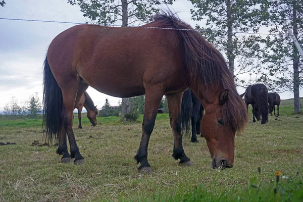 Paard Weide Eten Van Gras — Stockfoto