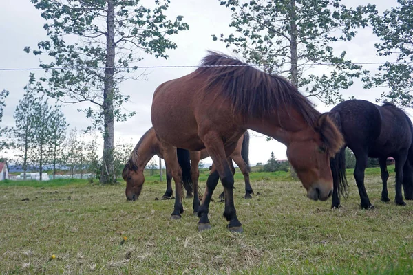 Лошади Стоят Пастбище — стоковое фото