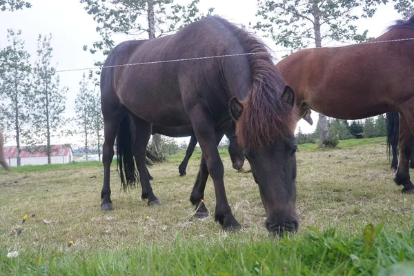 Άλογα Που Τρώνε Χόρτο Βοσκότοπους — Φωτογραφία Αρχείου