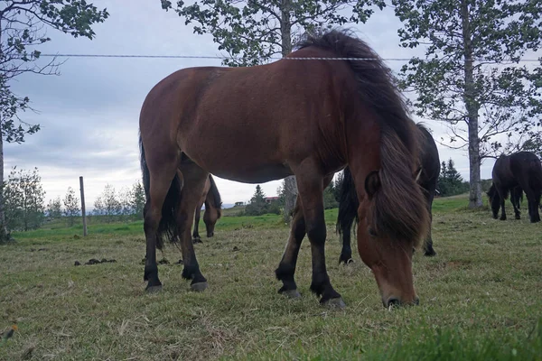 牧草地で草を食べる馬 — ストック写真