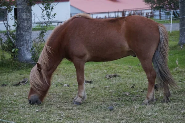 Cavallo Pascolo Mangiare Erba — Foto Stock