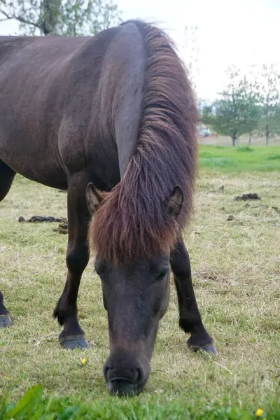 Σκούρο Άλογο Βοσκότοπο Τρώει Χόρτο — Φωτογραφία Αρχείου