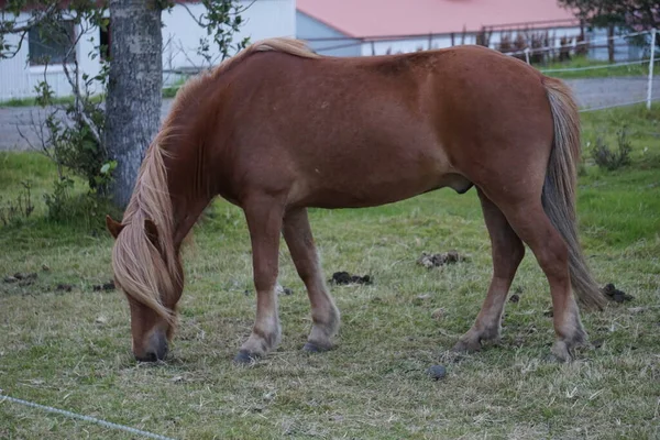 牧草地の草を食べる馬 — ストック写真