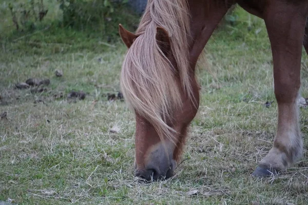 Brązowy Koń Jedzący Trawę Pastwisku Zbliżenie Głowę — Zdjęcie stockowe