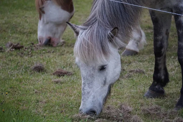 Cavallo Bianco Che Mangia Erba Pascolo Primo Piano Sulla Testa — Foto Stock