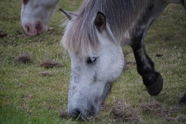 Cavalo Branco Comendo Grama Pasto Close Cabeça — Fotografia de Stock