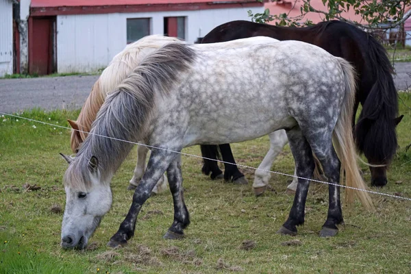 Beyaz Kahverengi Atlar Otlakta Yiyorlar — Stok fotoğraf