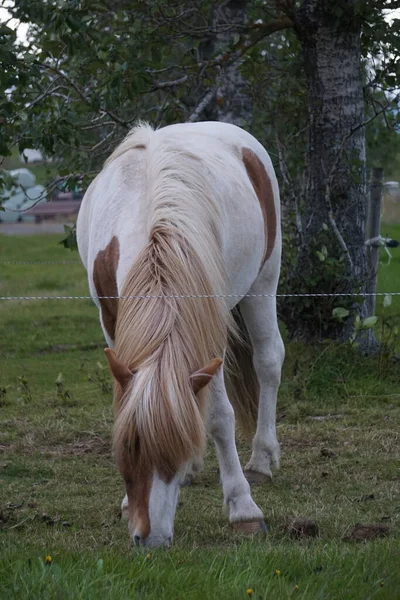 Cavalo Branco Marrom Pasto Comendo Grama — Fotografia de Stock