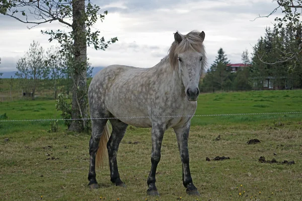 Witte Paard Staat Weide — Stockfoto