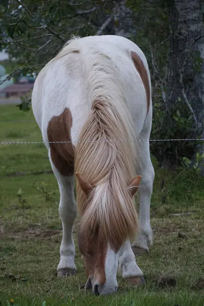 Белая Коричневая Лошадь Пастбище Ест Траву — стоковое фото