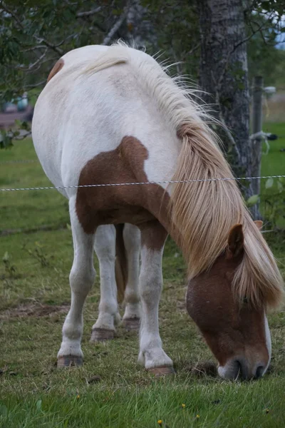 Biały Brązowy Koń Pastwisku Jedzący Trawę — Zdjęcie stockowe