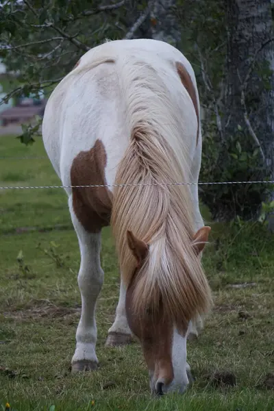 Cavalo Branco Marrom Pasto Comendo Grama — Fotografia de Stock