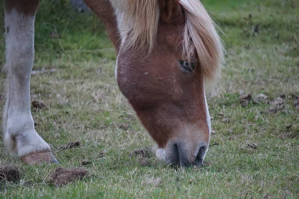 Koně Pastvině Jíst Trávu — Stock fotografie