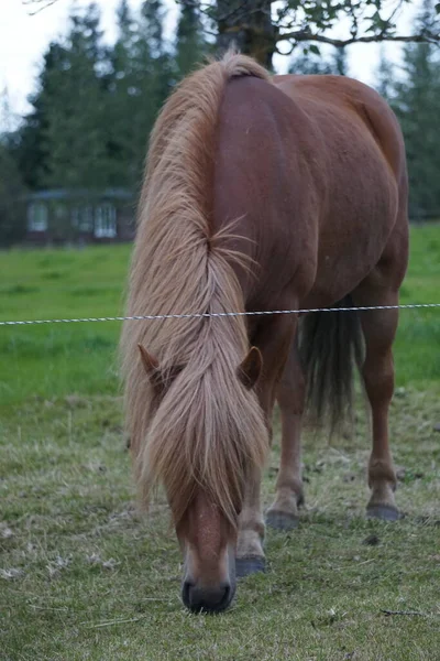 Άλογο Βοσκότοπους Τρώει Χόρτο — Φωτογραφία Αρχείου
