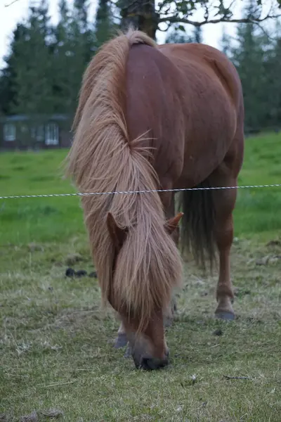Konia Pastwisku Jedzenia Trawy — Zdjęcie stockowe