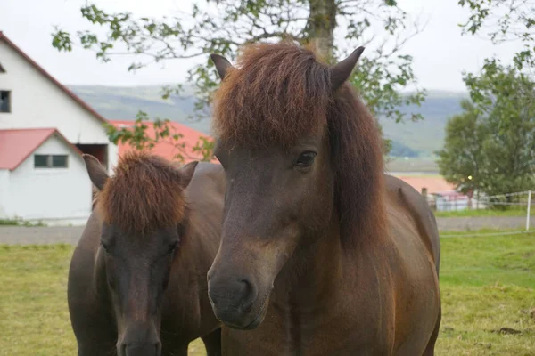 Dois Cavalos Pasto Árvores Segundo Plano — Fotografia de Stock