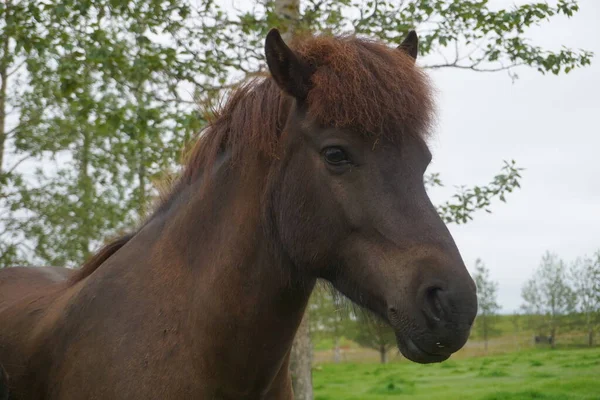 牧草地での茶色の馬 頭の上のクローズアップ — ストック写真