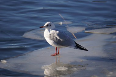 Seagull on ice floe at winter